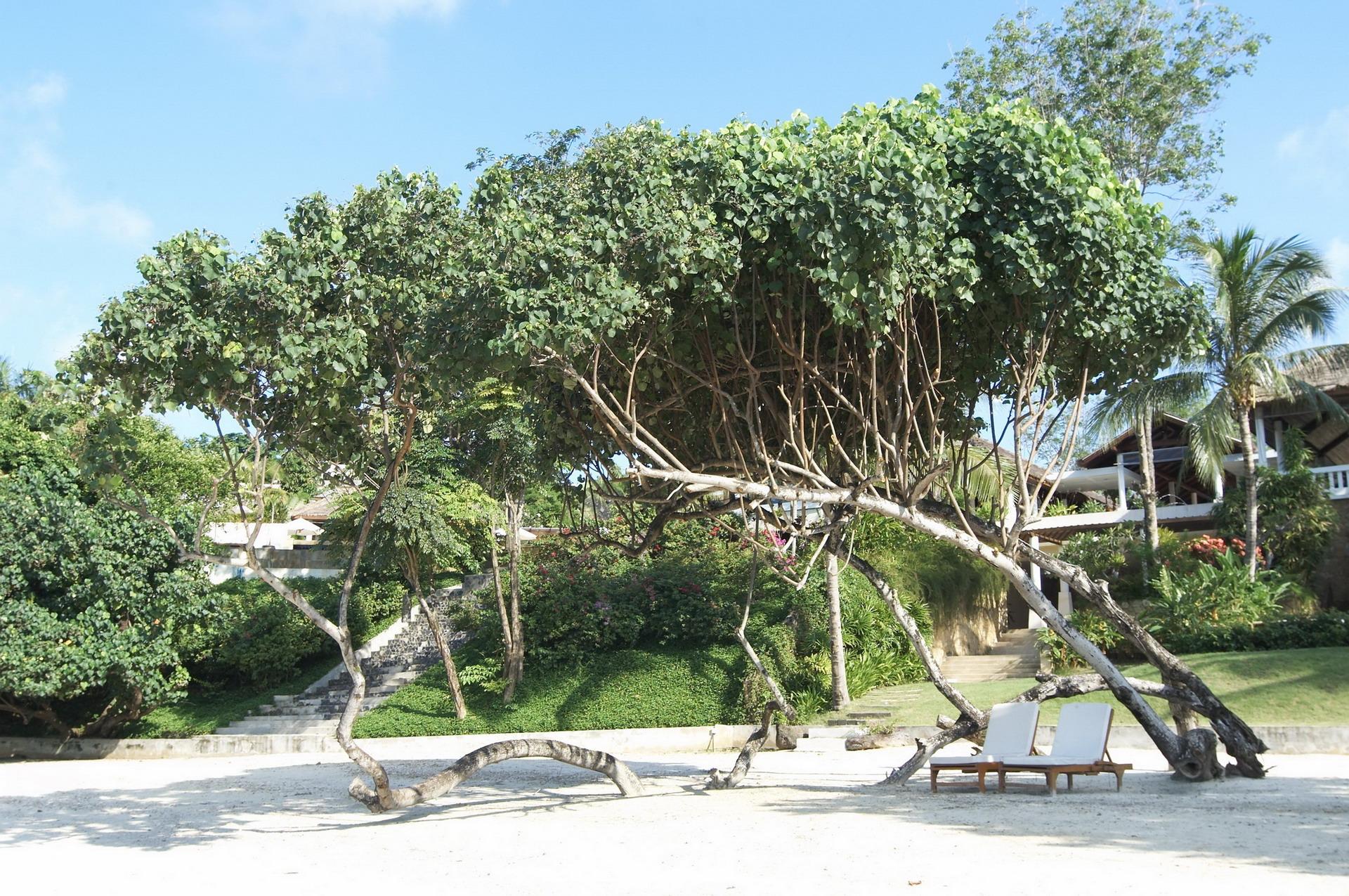 Chandara Resort & Spa, Phuket - Sha Plus المظهر الخارجي الصورة